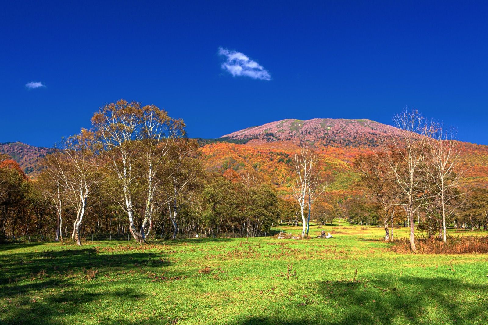 紅葉に染まる妙高山と白樺林