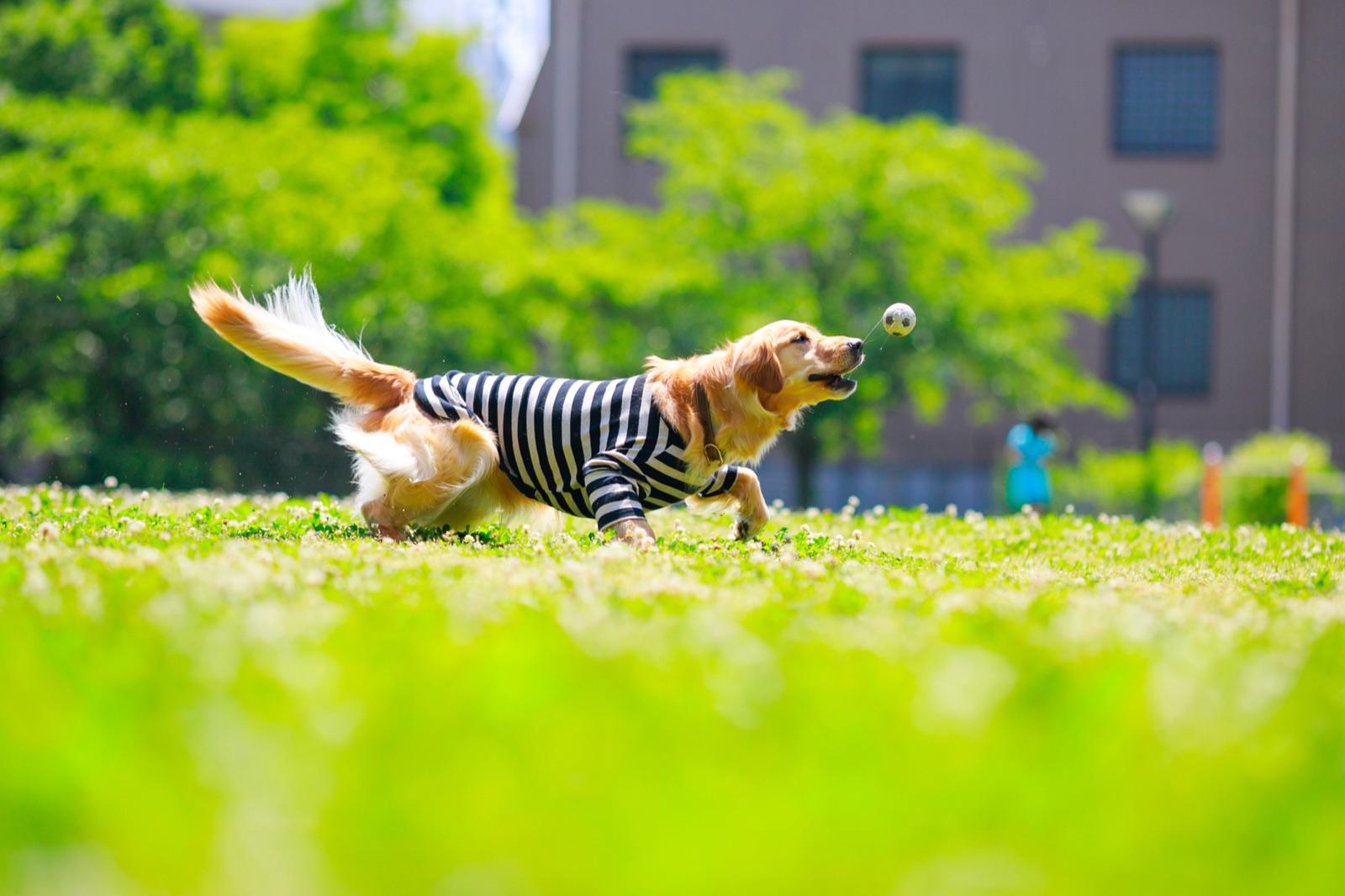 愛犬との滞在